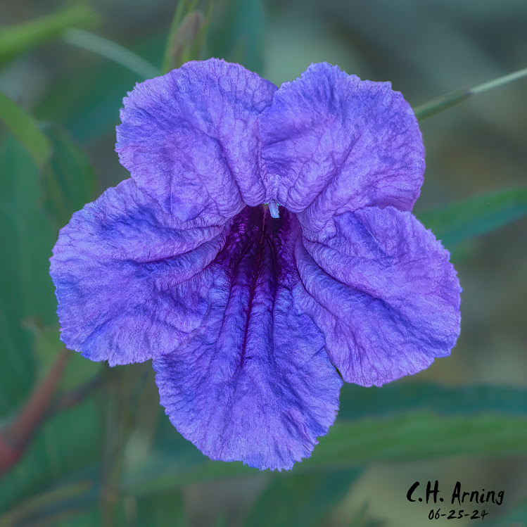 Delicate Splendor