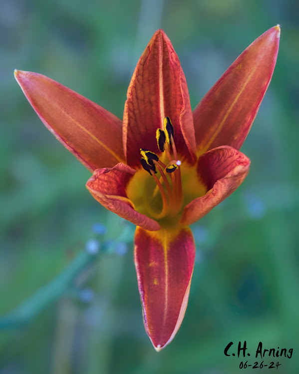 Lily Flame