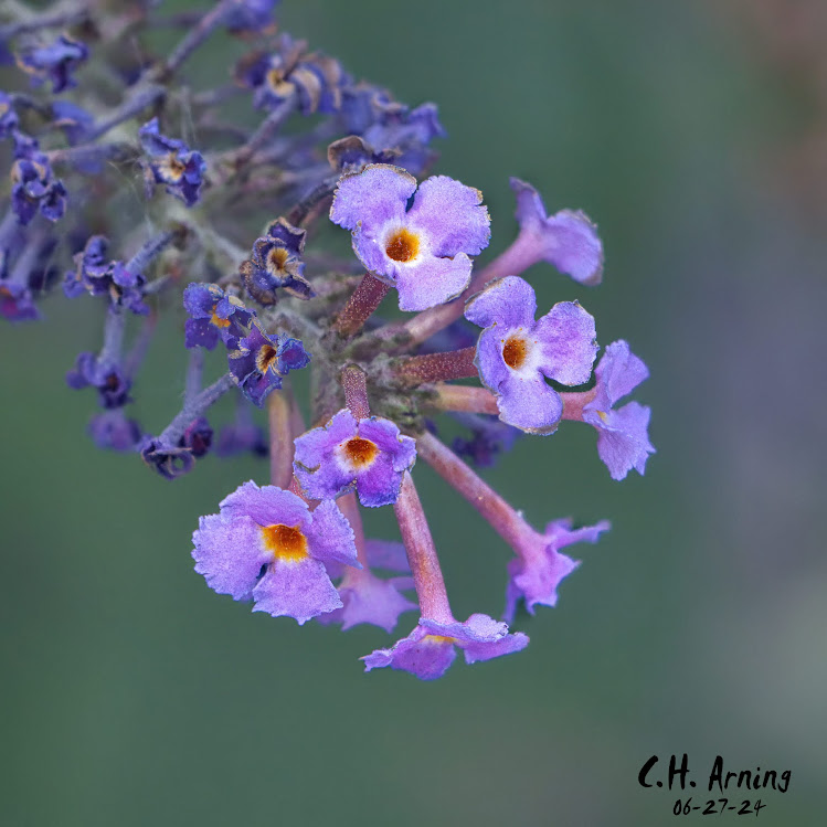 Butterfly bush