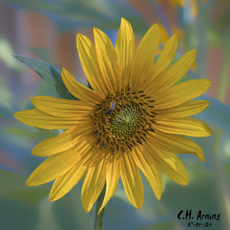 Summer Sunshine
