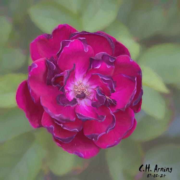 Delicate Charm