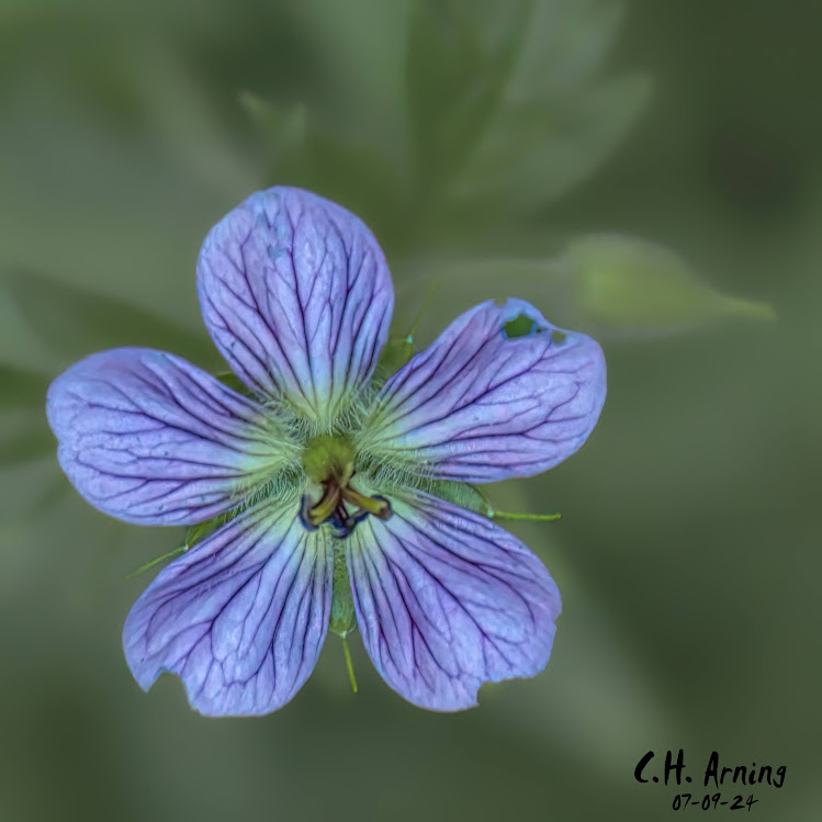 Delicate Petals