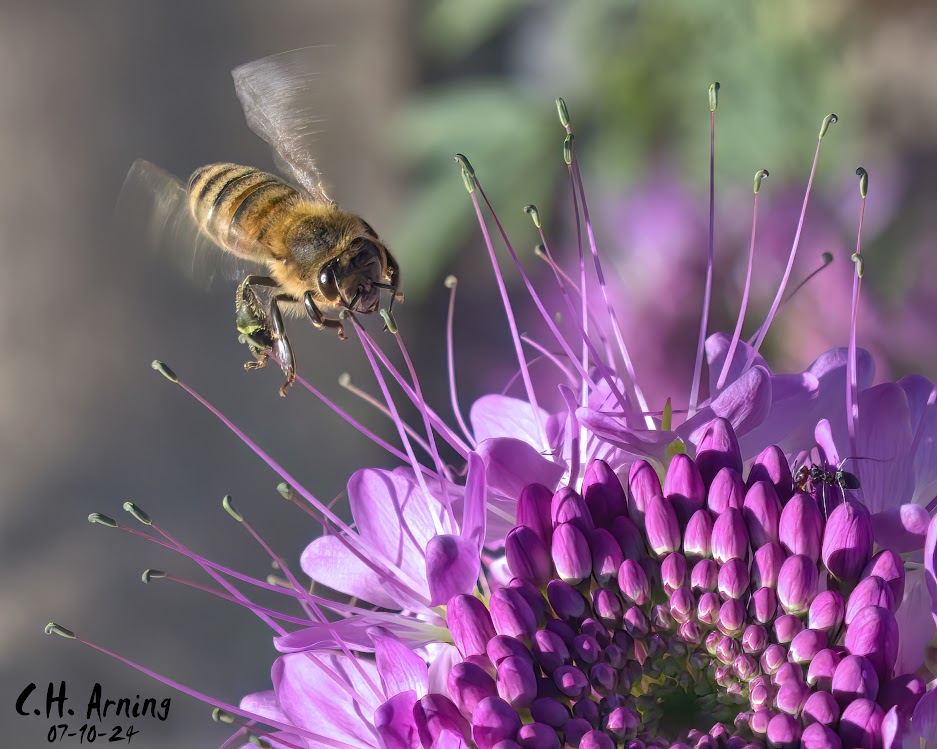 Garden Symphony