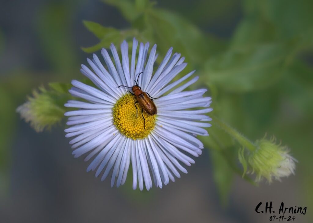 Bloom Buddy