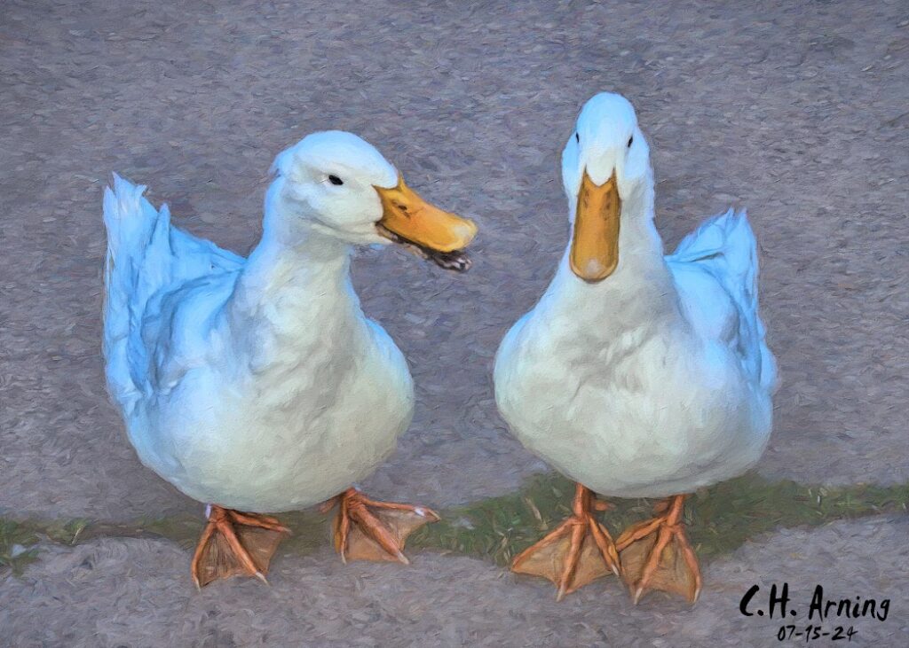 Plucky Pair