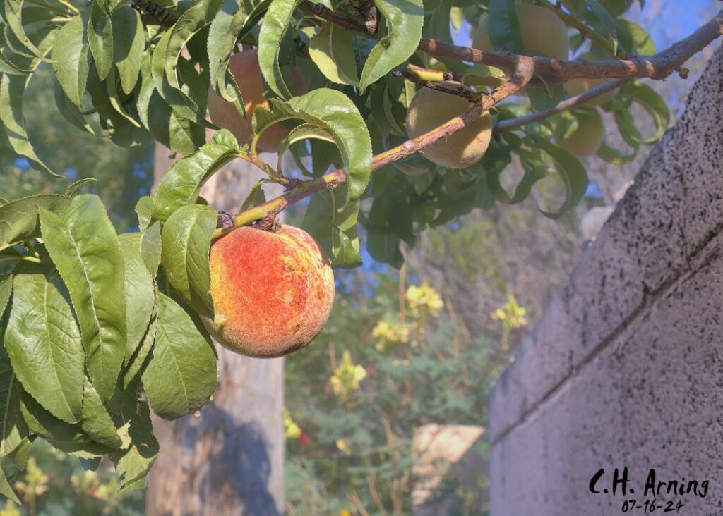 Peachy Temptation
