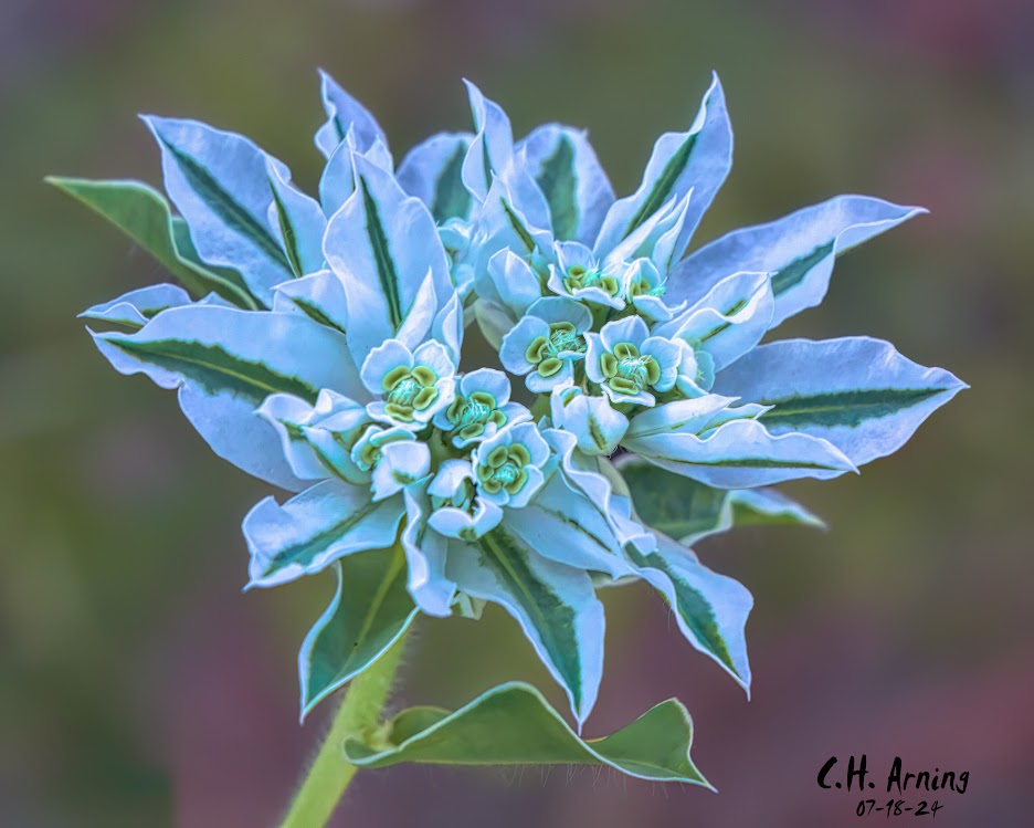 Cool Blossom