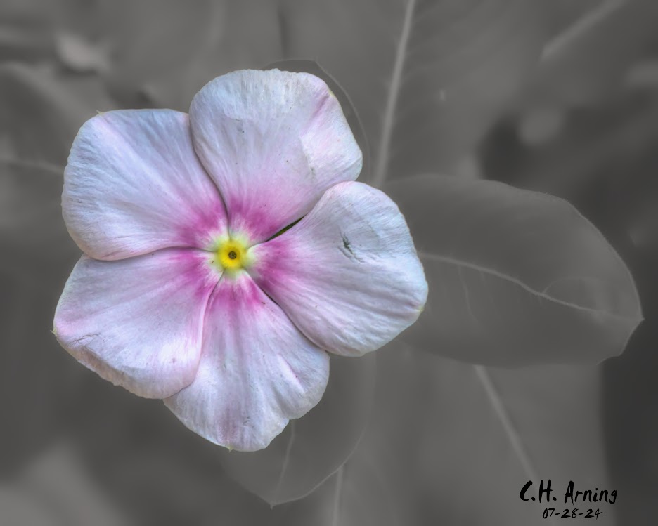 Soft Elegance