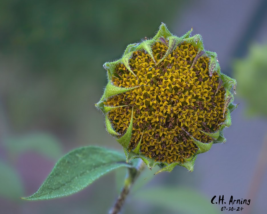 Sunflower's Dawn