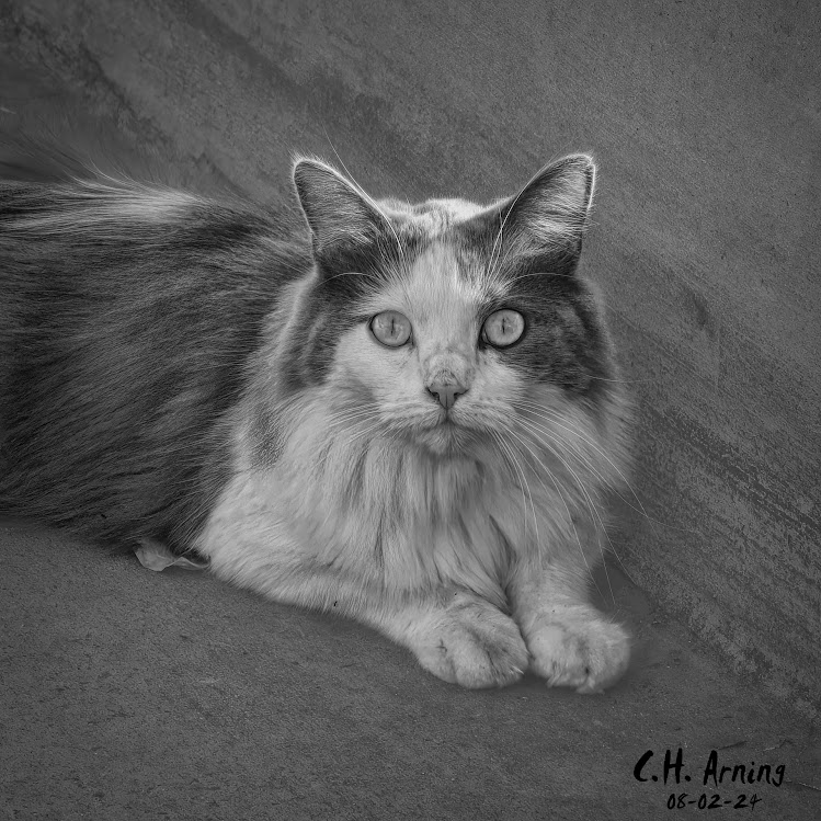 Silent Observer