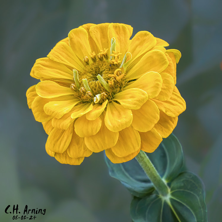 Zinnia Glow