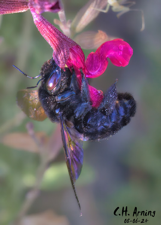 Winged Forager