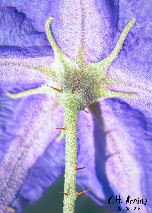 Spiny Embrace