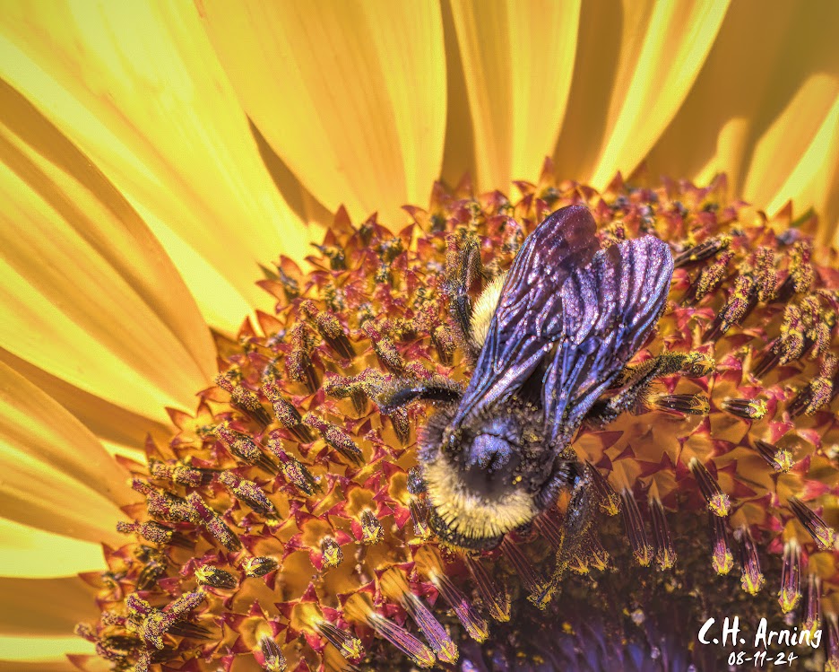 Sunny Bee