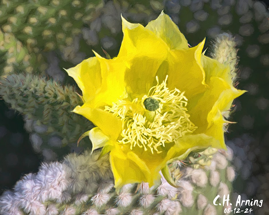 Desert Bloom