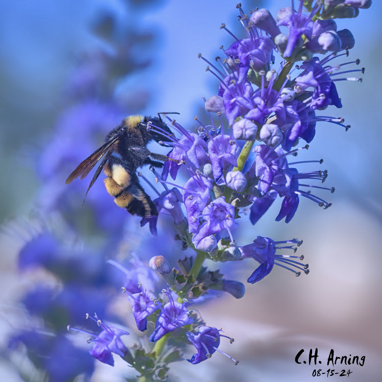 Bee Bliss