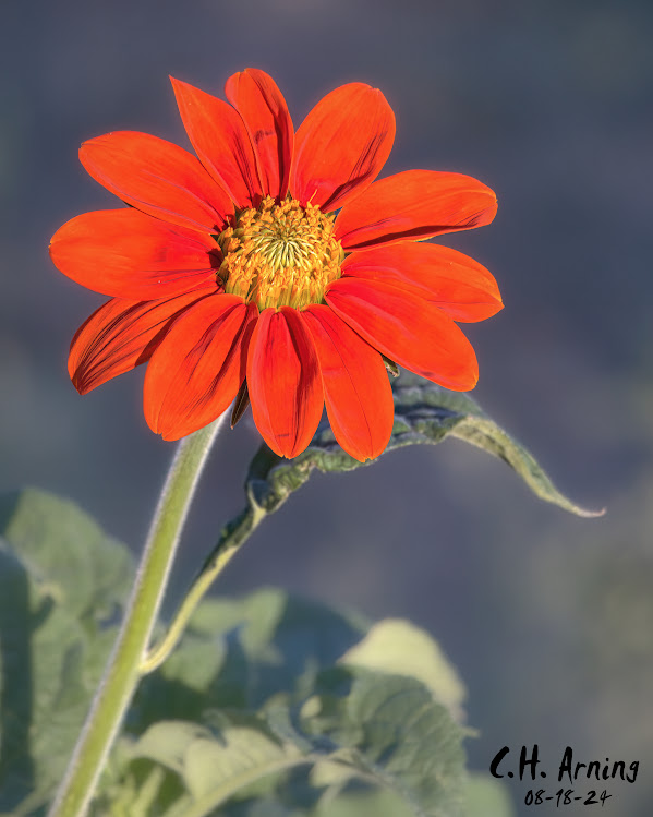 Blazing Sunflower