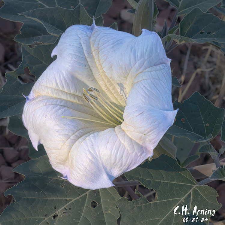 Mystic Flower