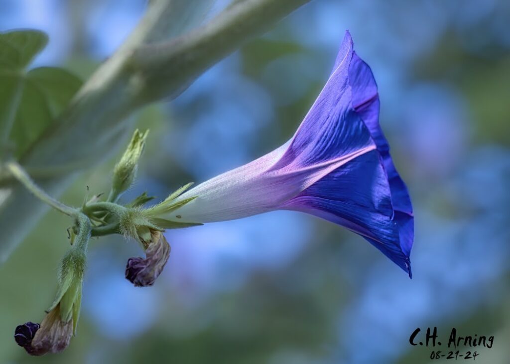 Morning Elegance