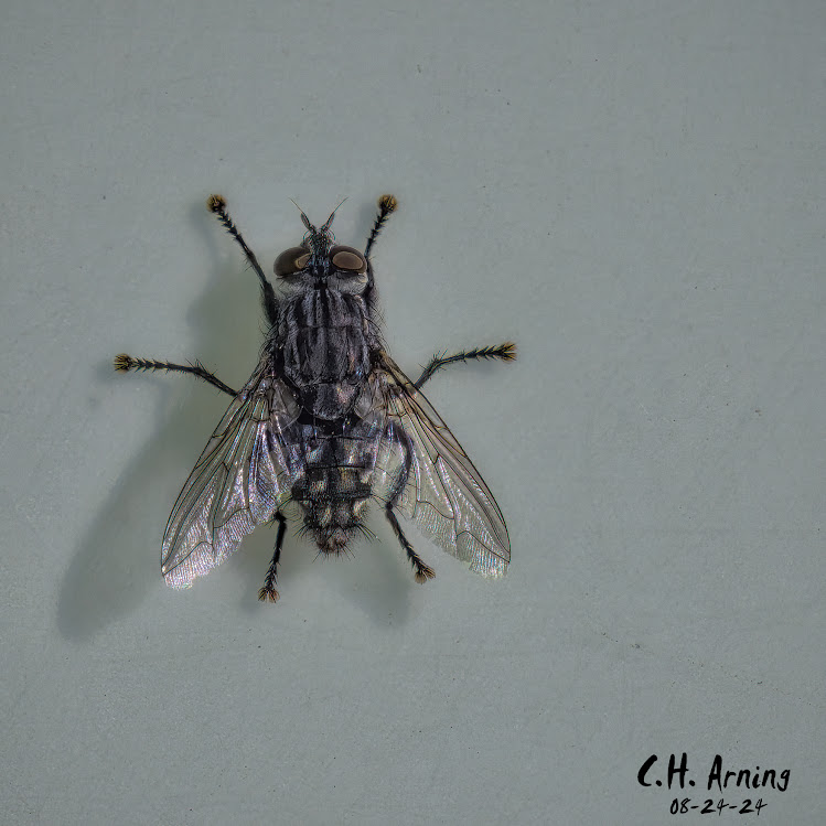 Insect Encounter