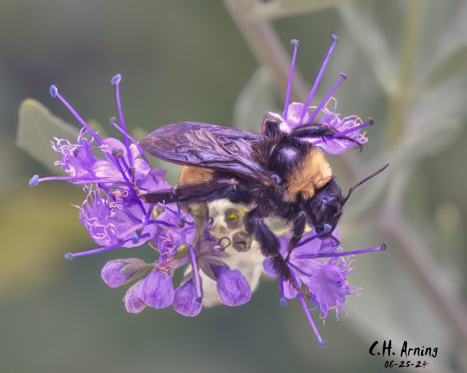 Bloom and Buzz