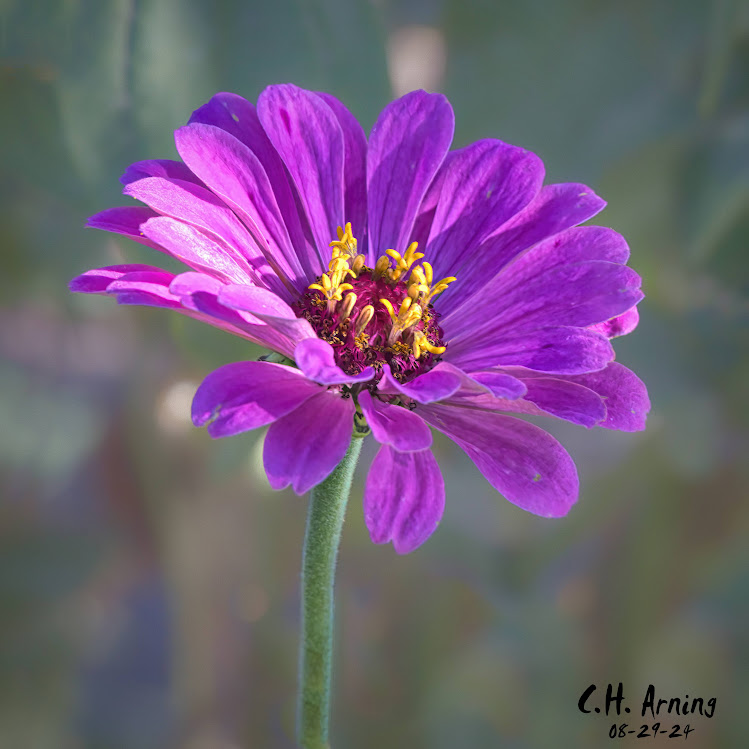Sunlit Blossom