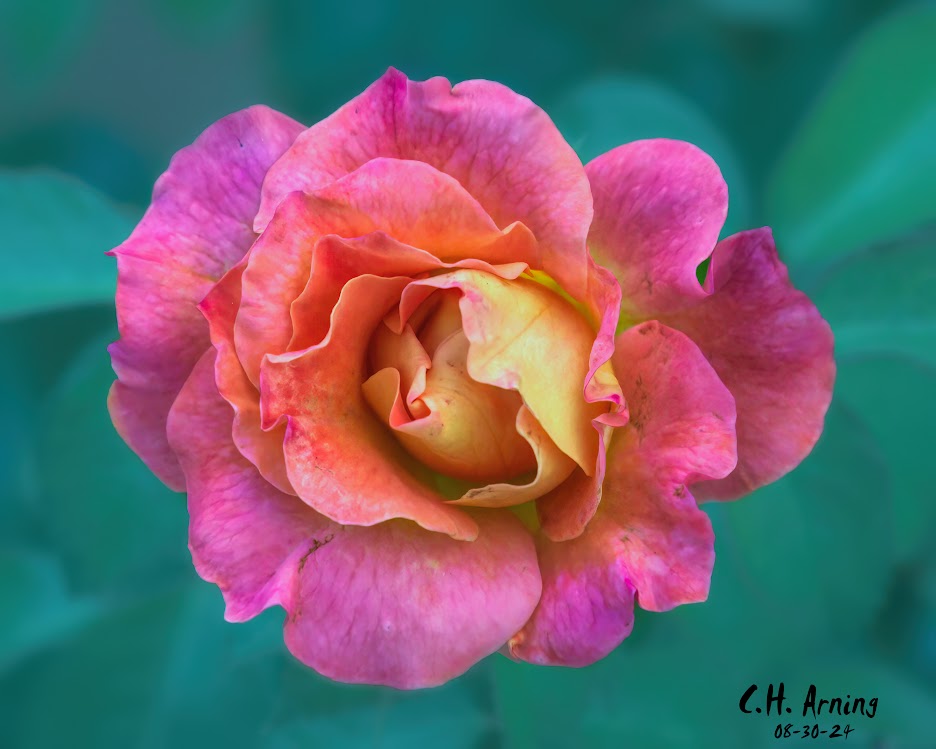 Petal Embrace