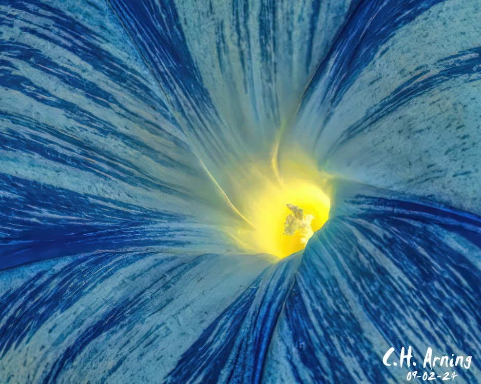 Morning Glory