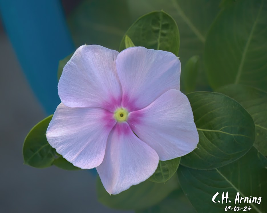 Gentle Beauty