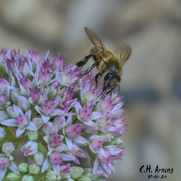 Delicate Dance