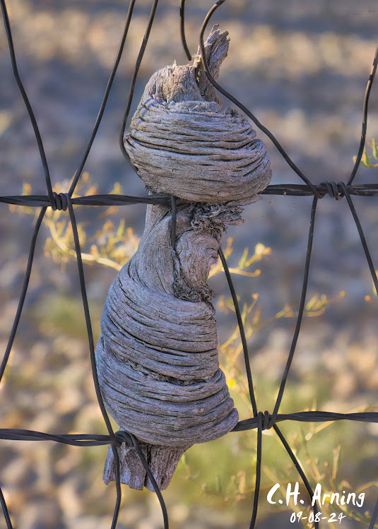 Gnarled Hold