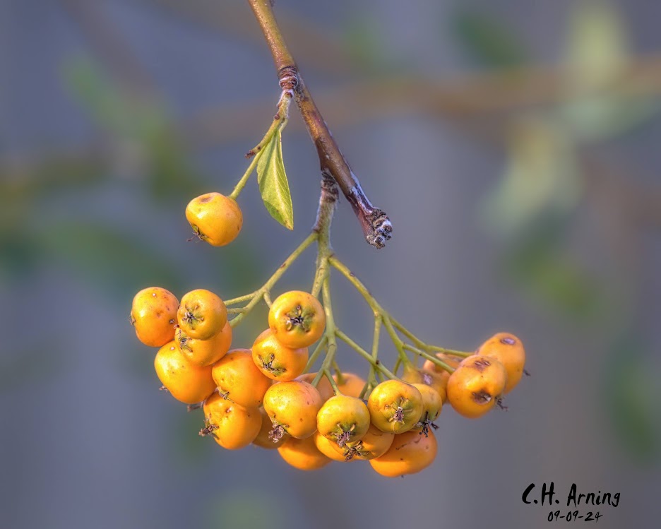 Sunlit Berries