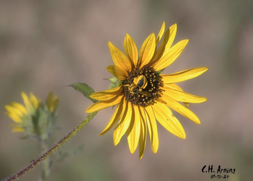 Yellow Symphony