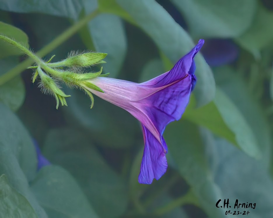 Quiet Bloom