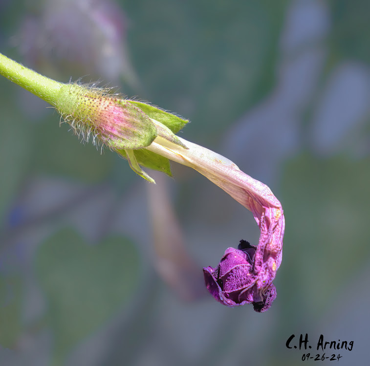 Twilight Bloom