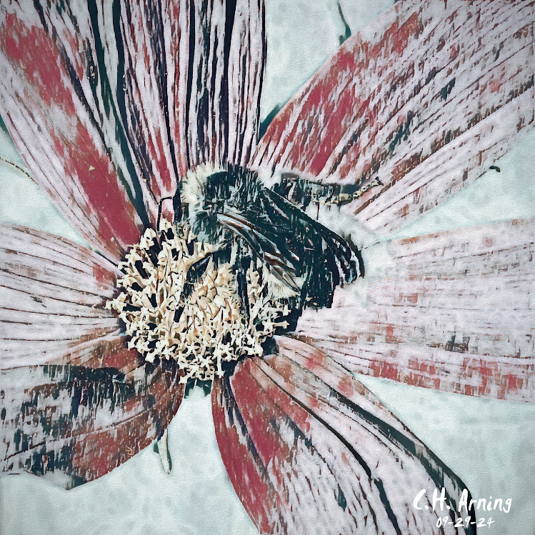 Pollen Dance