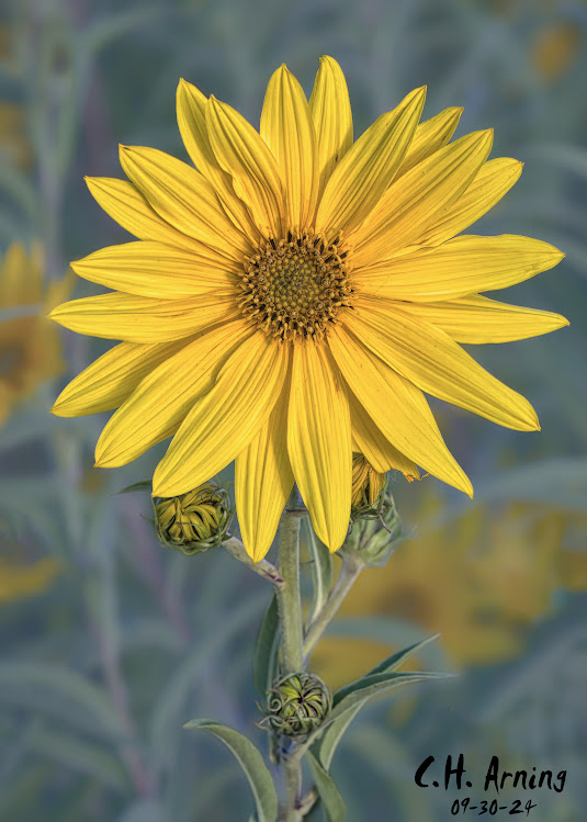 Golden Glory