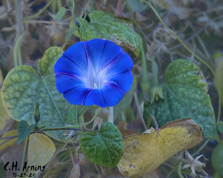 Blue Radiance