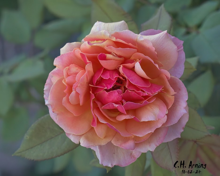 Sunset Petals