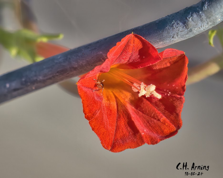 Fiery Bloom