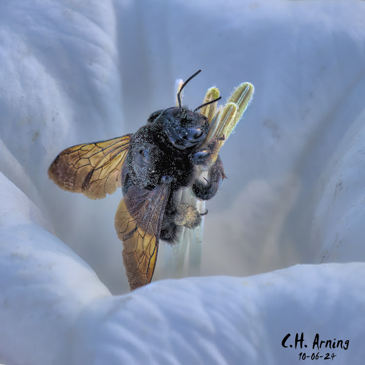 Winged Worker