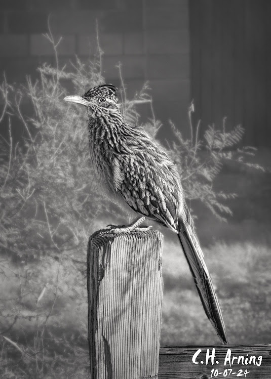 Silent Observer