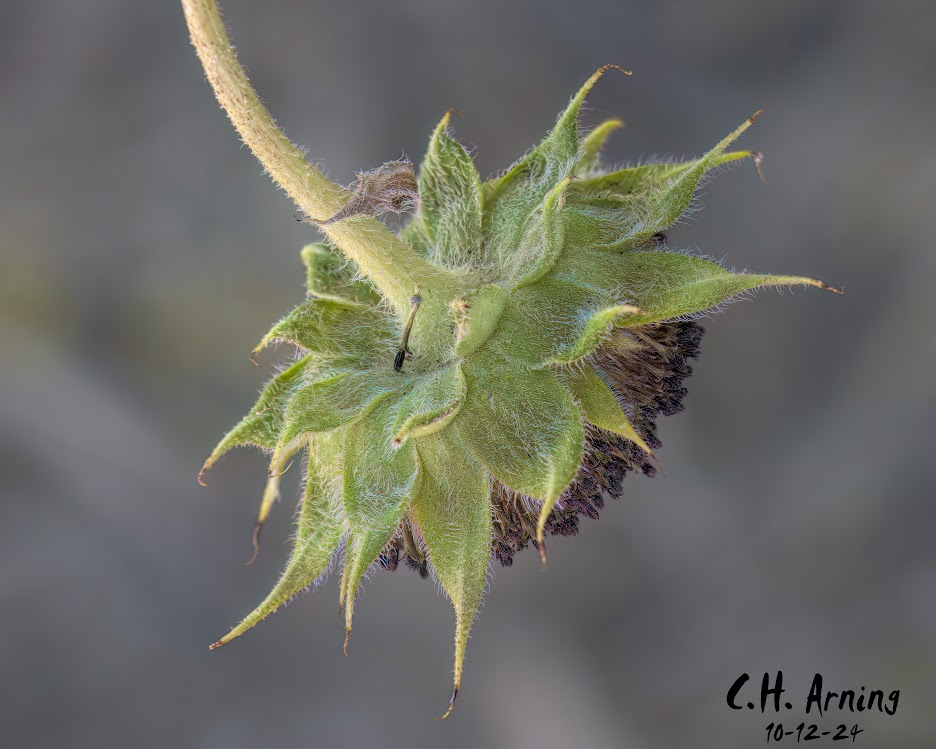 Seedhead Glory