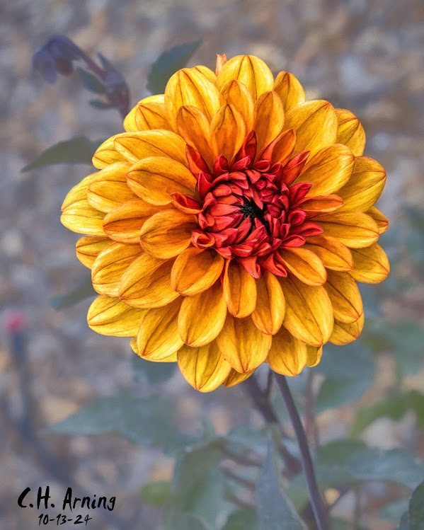 Bold Bloom