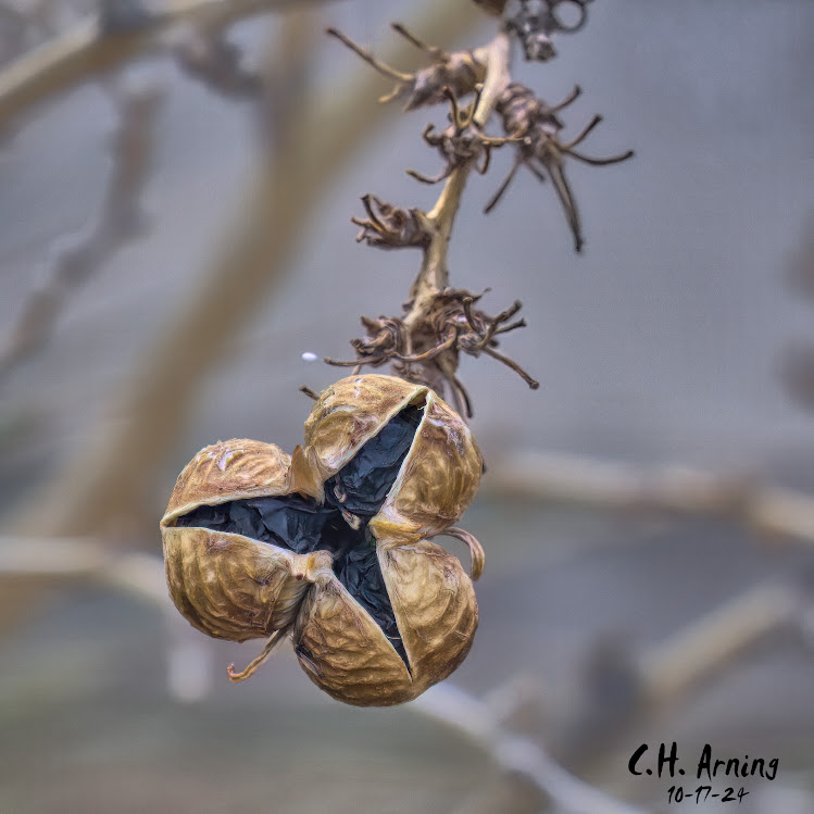 Cracked Capsule