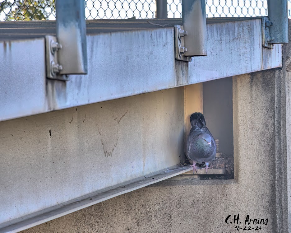 Urban Refuge