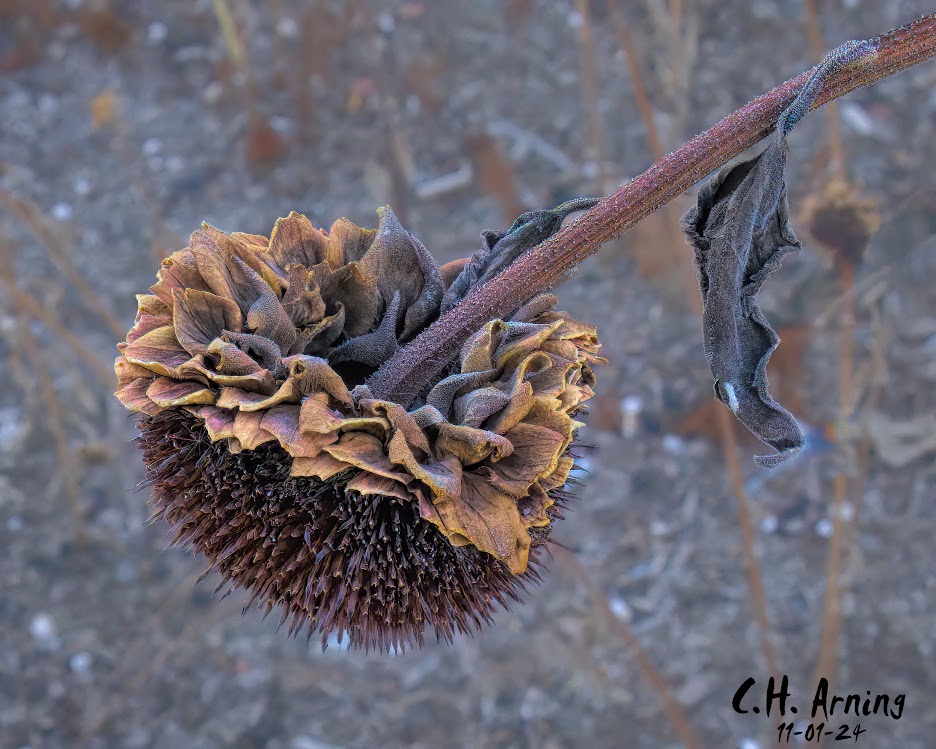 Autumn’s End