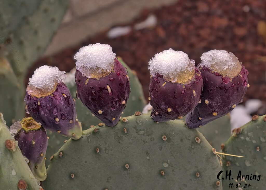 Snow Caps