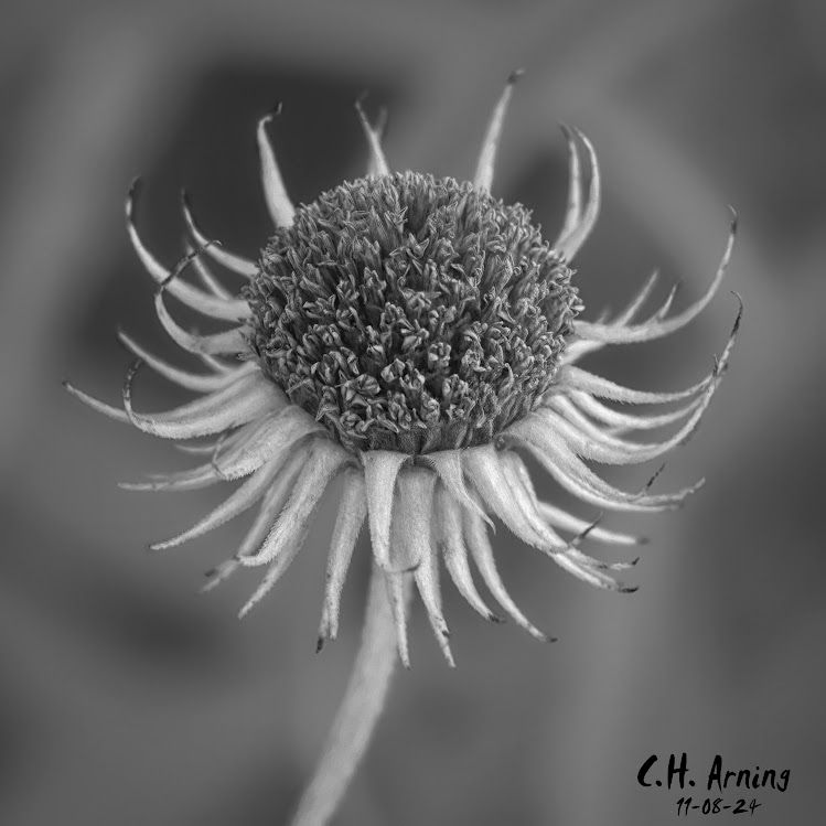 Silent Elegance