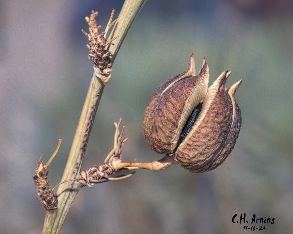 Autumn Shell